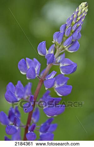 Stock Image - Close-up of blooming flower . Fotosearch