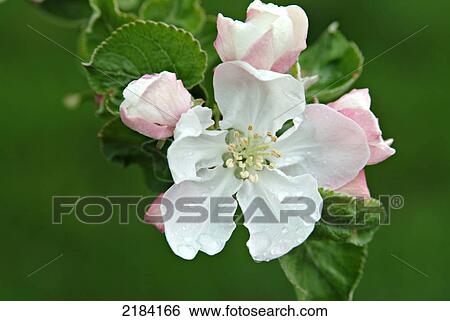 Close-up of blooming flower View Large Photo Image Stock Photograph - Close-up of blooming flower . Fotosearch