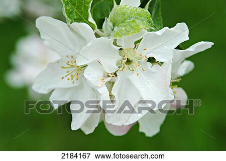 Close-up of blooming flowers View Large Photo Image Stock Photo - Close-up of blooming flowers . Fotosearch