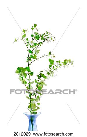 Close-up of bramble plant View Large Photo Image Stock Photo - Close-up of bramble plant . Fotosearch