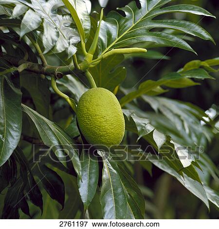 Close-up of breadfruit on tree View Large Photo Image Stock Photo - Close-up of breadfruit on tree . Fotosearch