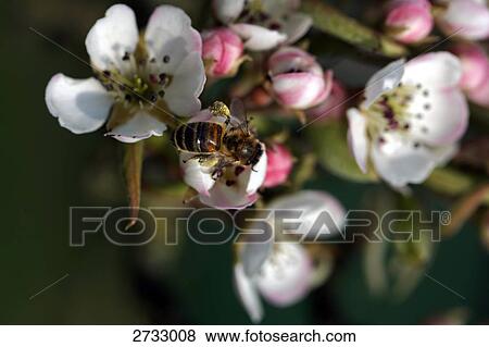 Stock Photo - Close-up of bug pollinating flower . Fotosearch