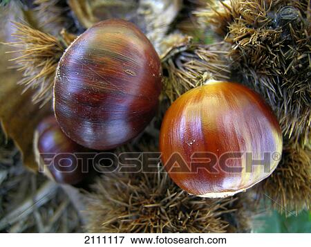 Close-up of chestnuts View Large Photo Image Stock Photo - Close-up of chestnuts . Fotosearch
