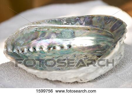 Close-up of conch shell View Large Photo Image Stock Photograph - Close-up of conch shell . Fotosearch