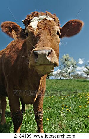 Close-up of cow standing in field View Large Photo Image Stock Photo - Close-up of cow standing in field . Fotosearch