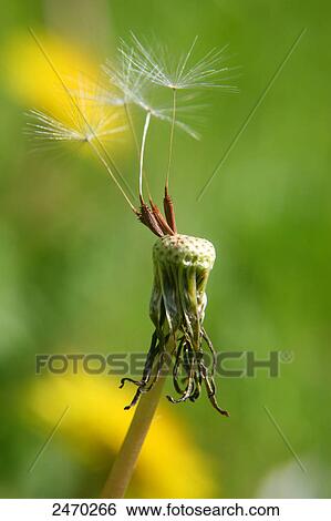 Close-up of dandelion flower View Large Photo Image Stock Photograph - Close-up of dandelion flower . Fotosearch
