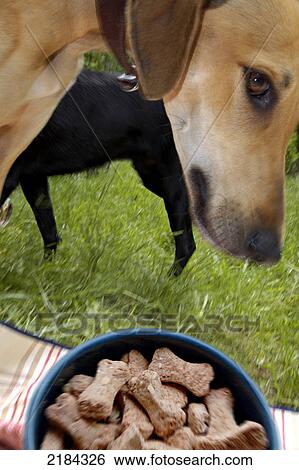 Stock Photograph - Close-up of dog eating biscuits . Fotosearch