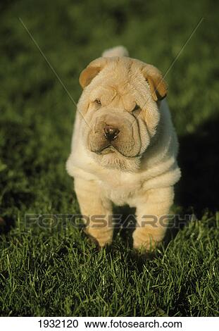 Close-up of dog standing in field View Large Photo Image Stock Image - Close-up of dog standing in field . Fotosearch
