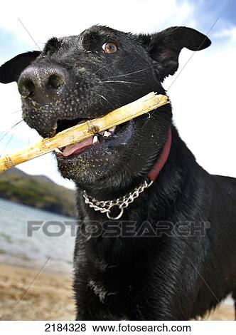 Close-up of dog with stick in its mouth on beach View Large Photo Image Stock Photo - Close-up of dog with stick in its mouth on beach . Fotosearch