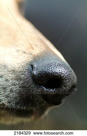 Stock Photo - Close-up of dog's snout . Fotosearch