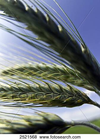 Close-up of ears of wheat View Large Photo Image Stock Photo - Close-up of ears of wheat . Fotosearch