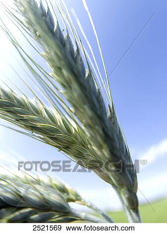 Close-up of ears of wheat View Large Photo Image Stock Photo - Close-up of ears of wheat . Fotosearch