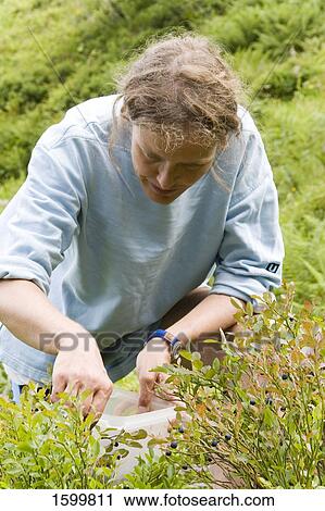 Close-up of farmer picking blueberries in field View Large Photo Image Stock Image - Close-up of farmer picking blueberries in field . Fotosearch