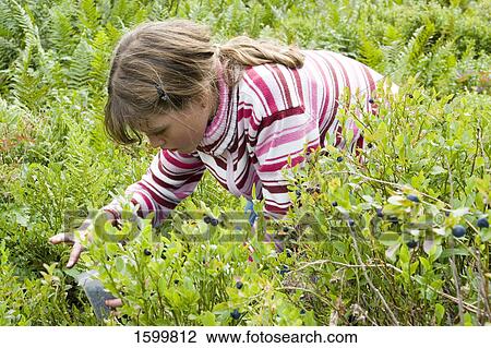 Close-up of farmer picking blueberries in field View Large Photo Image Stock Image - Close-up of farmer picking blueberries in field . Fotosearch