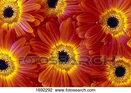 Close-up of flowers background View Large Photo Image Stock Image - Close-up of flowers background . Fotosearch