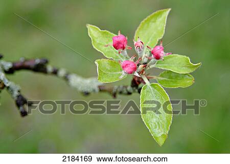 Close-up of flowers View Large Photo Image Stock Photo - Close-up of flowers . Fotosearch