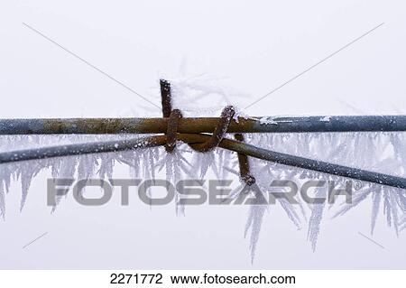 Stock Image - Close-up of frozen barbed wire fence . Fotosearch