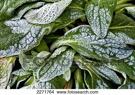 Picture - Close-up of frozen leaves . Fotosearch