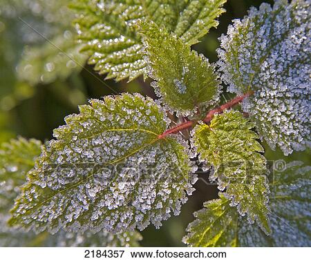 Close-up of frozen leaves View Large Photo Image Stock Photo - Close-up of frozen leaves . Fotosearch