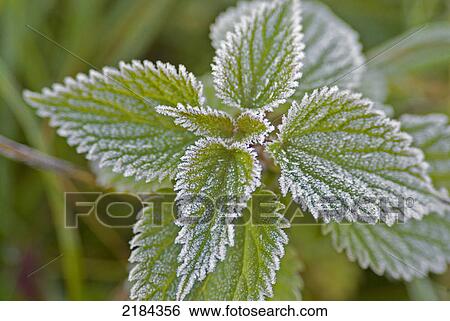 Stock Photograph - Close-up of frozen leaves . Fotosearch