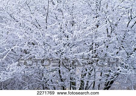 Stock Photo - Close-up of frozen tree . Fotosearch