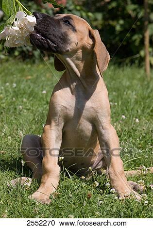 Stock Image - Close-up of greyhound puppy eating flower in field . Fotosearch