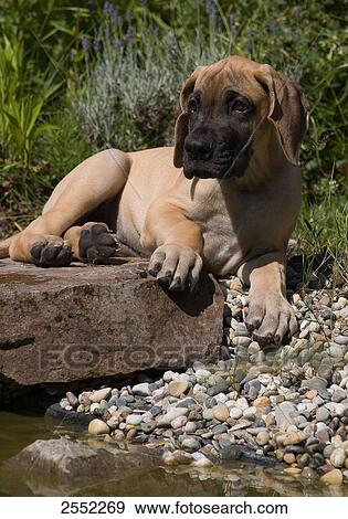 Close-up of greyhound puppy lying on rock View Large Photo Image Stock Photo - Close-up of greyhound puppy lying on rock . Fotosearch