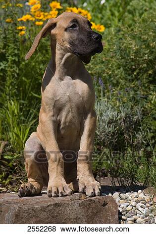 Close-up of greyhound puppy sitting on rock View Large Photo Image Stock Photo - Close-up of greyhound puppy sitting on rock . Fotosearch