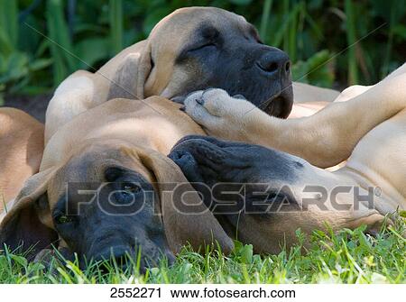 Close-up of greyhounds lying on grass View Large Photo Image Stock Image - Close-up of greyhounds lying on grass . Fotosearch