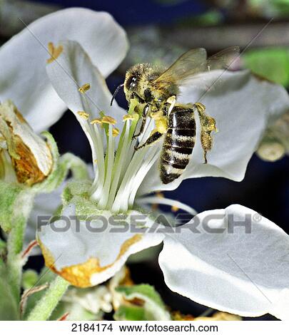 Close-up of honeybee pollinating flower View Large Photo Image Picture - Close-up of honeybee pollinating flower . Fotosearch