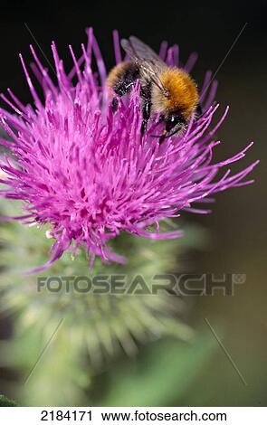 Stock Image - Close-up of honeybee pollinating flower . Fotosearch
