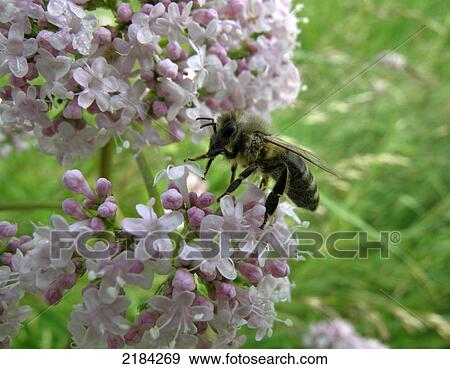 Close-up of honeybee pollinating flower View Large Photo Image Stock Photo - Close-up of honeybee pollinating flower . Fotosearch