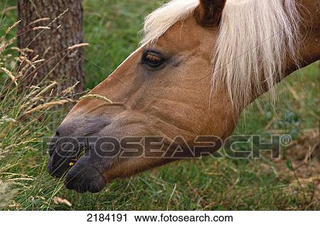 Close-up of horse grazing grass in field View Large Photo Image Stock Image - Close-up of horse grazing grass in field . Fotosearch