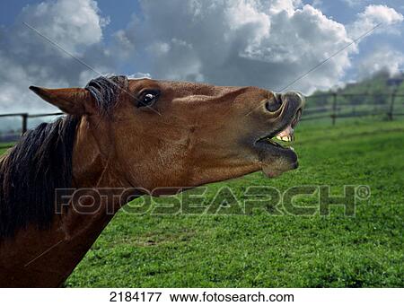 Stock Photo - Close-up of horse whinnying . Fotosearch