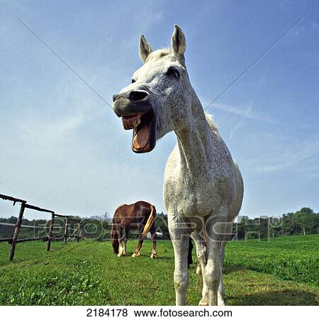 Close-up of horse whinnying View Large Photo Image Stock Photo - Close-up of horse whinnying . Fotosearch