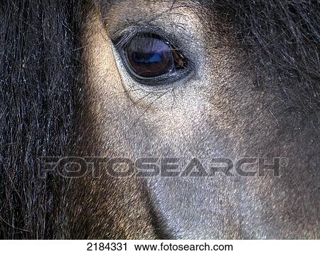 Close-up of horse's eye View Large Photo Image Stock Image - Close-up of horse's eye . Fotosearch