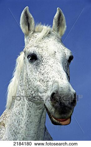 Close-up of horse's face View Large Photo Image Stock Image - Close-up of horse's face . Fotosearch