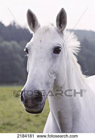 Stock Image - Close-up of horse's face . Fotosearch