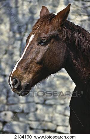 Close-up of horse's face View Large Photo Image Stock Image - Close-up of horse's face . Fotosearch