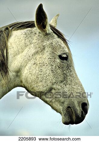 Stock Image - Close-up of horse's face . Fotosearch