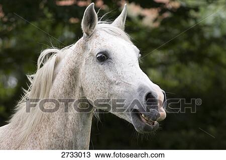 Close-up of horse's face View Large Photo Image Stock Image - Close-up of horse's face . Fotosearch