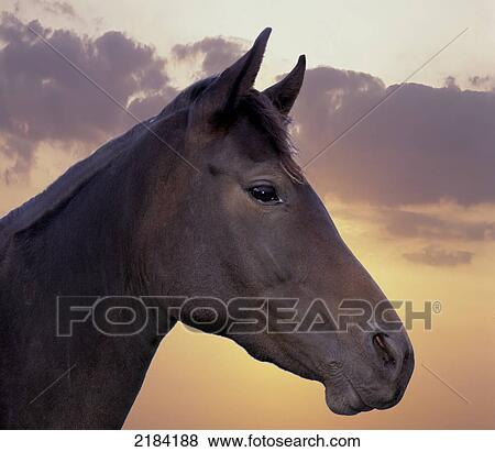 Close-up of horse's face View Large Photo Image Stock Photo - Close-up of horse's face . Fotosearch
