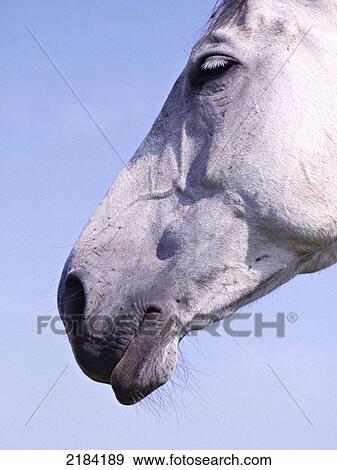 Stock Photo - Close-up of horse's face . Fotosearch
