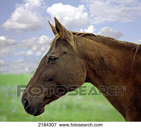Stock Photo - Close-up of horse's face . Fotosearch