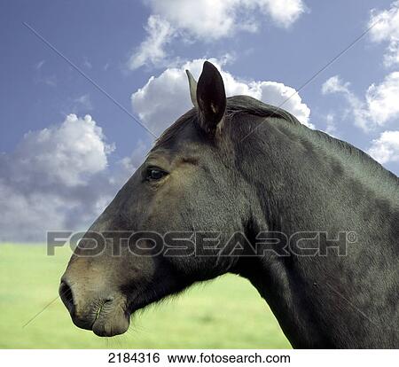 Close-up of horse's face View Large Photo Image Stock Photograph - Close-up of horse's face . Fotosearch