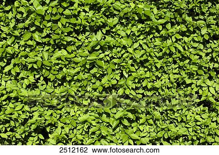 Close-up of ivy background View Large Photo Image Stock Image - Close-up of ivy background . Fotosearch