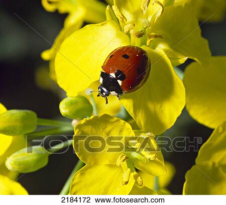 Close-up of ladybug on flower View Large Photo Image Stock Image - Close-up of ladybug on flower . Fotosearch