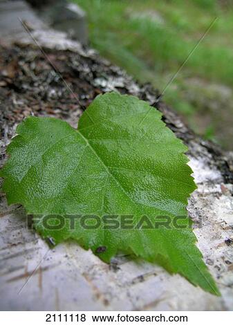 Stock Photo - Close-up of leaf on tree trunk . Fotosearch