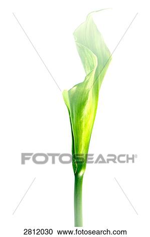 Stock Image - Close-up of leaf . Fotosearch