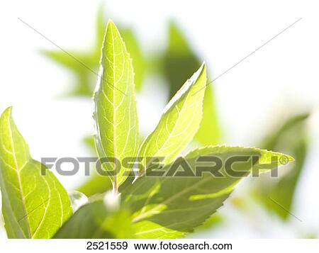 Close-up of leaves View Large Photo Image Stock Photo - Close-up of leaves . Fotosearch